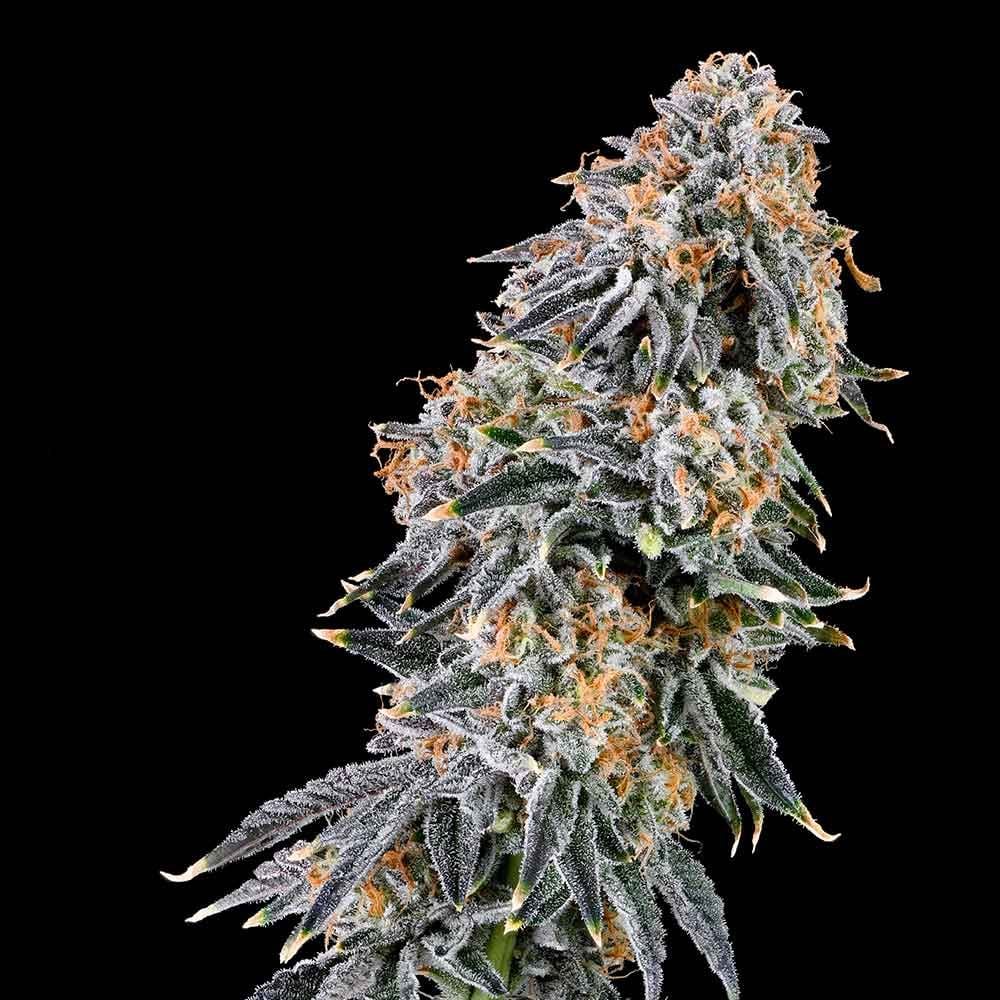 Grounded Genetics - Rainbow Fuel - Feminized