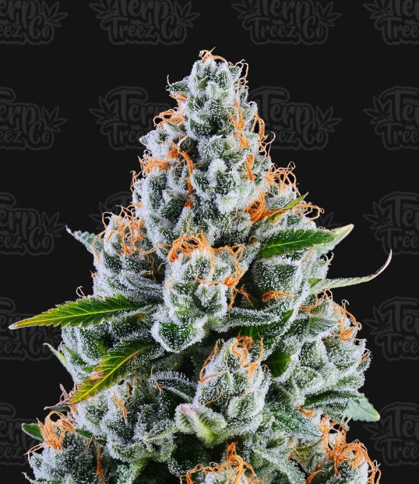 Terp Treez Co - Rainbow MelonZ - Feminized 