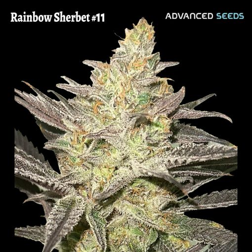 Advanced Seeds - Rainbow Sherbet #11 - Feminized