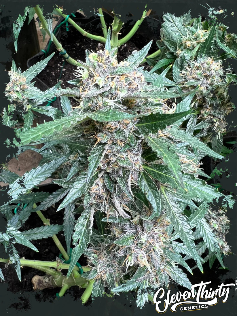 Eleven Thirty Genetics - Rainbow Chip Auto - Feminized