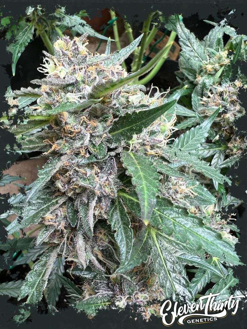 Eleven Thirty Genetics - Rainbow Chip - Feminized