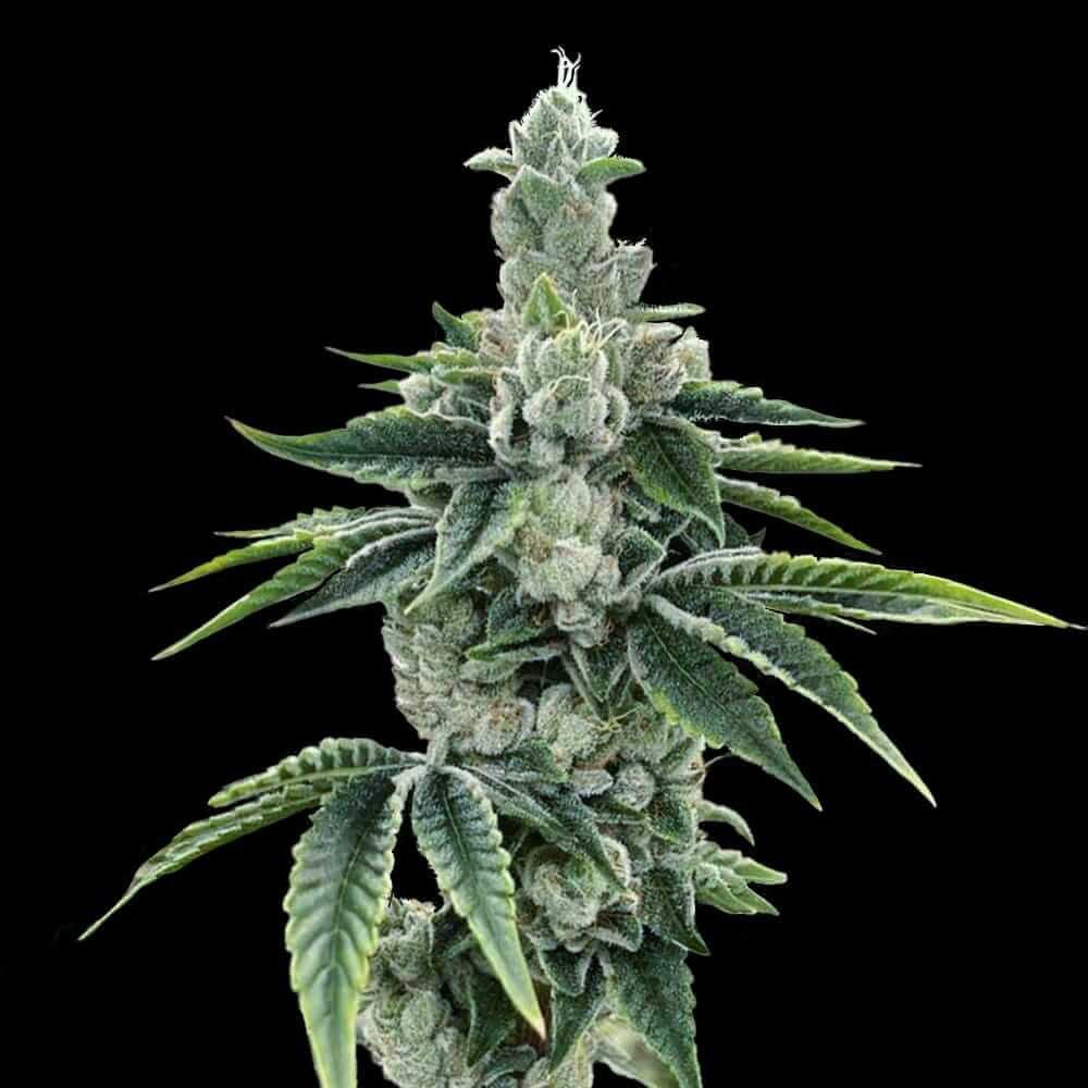 DNA Genetics - Recon 2.0 - Feminized