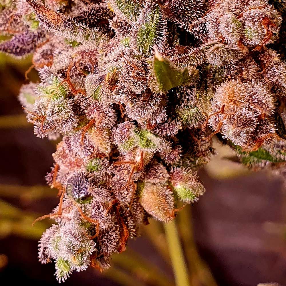 Holy Smoke Seeds - Red Hot Junky - Feminized 