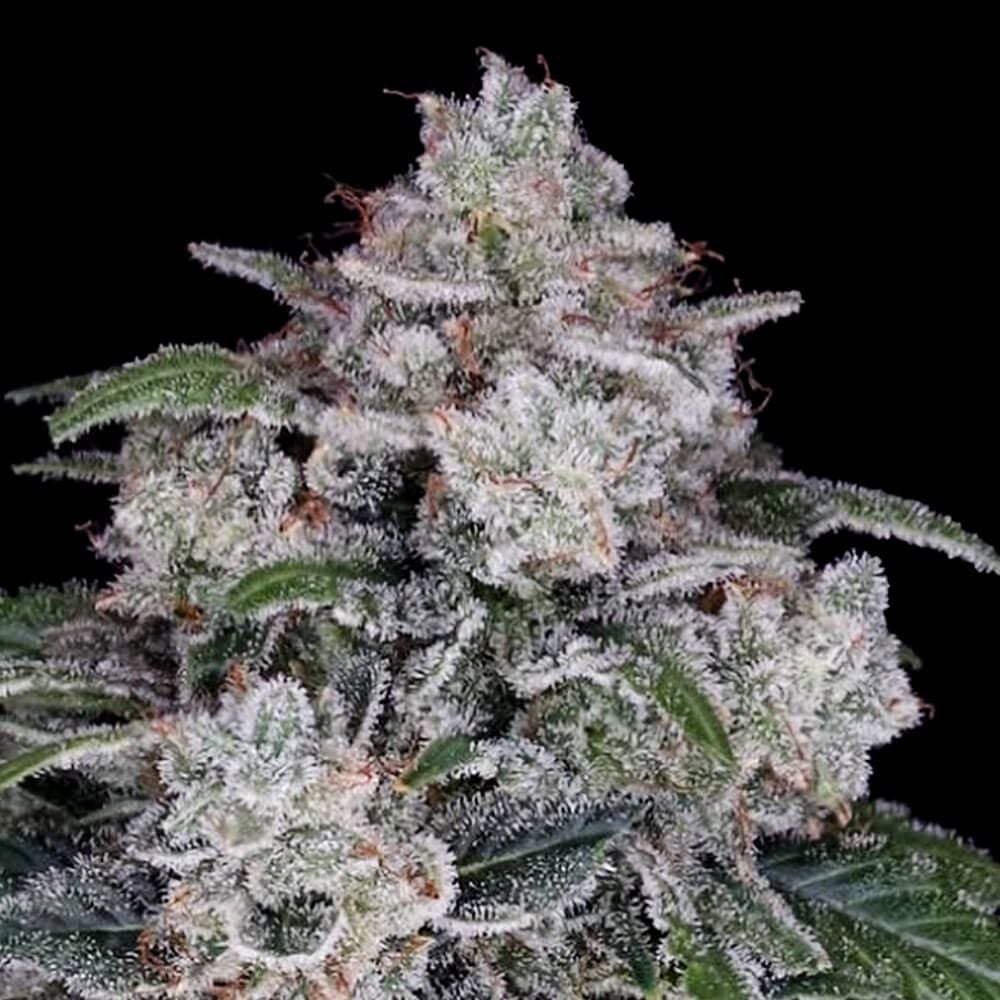 DNA Genetics - Return of the Mac Auto Feminized 