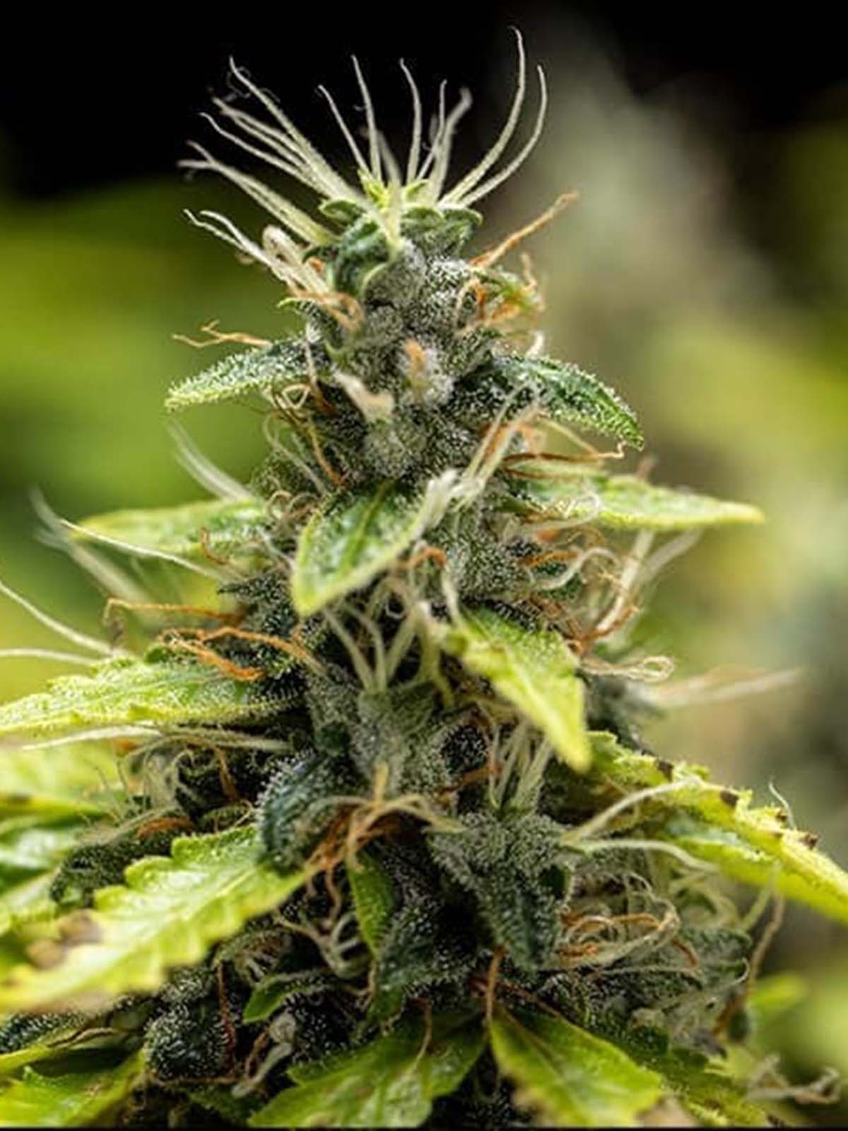 Auto-Tastic Seeds - Runtz Auto - Feminised 