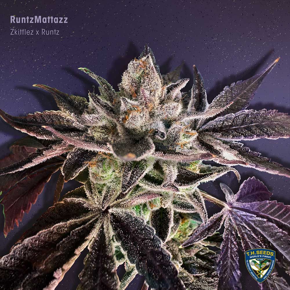 T.H.Seeds - RuntzMattazz - Feminized