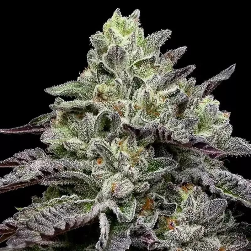 Smashberry Fumez - Feminized - 2024 Cannabis Seed Collection