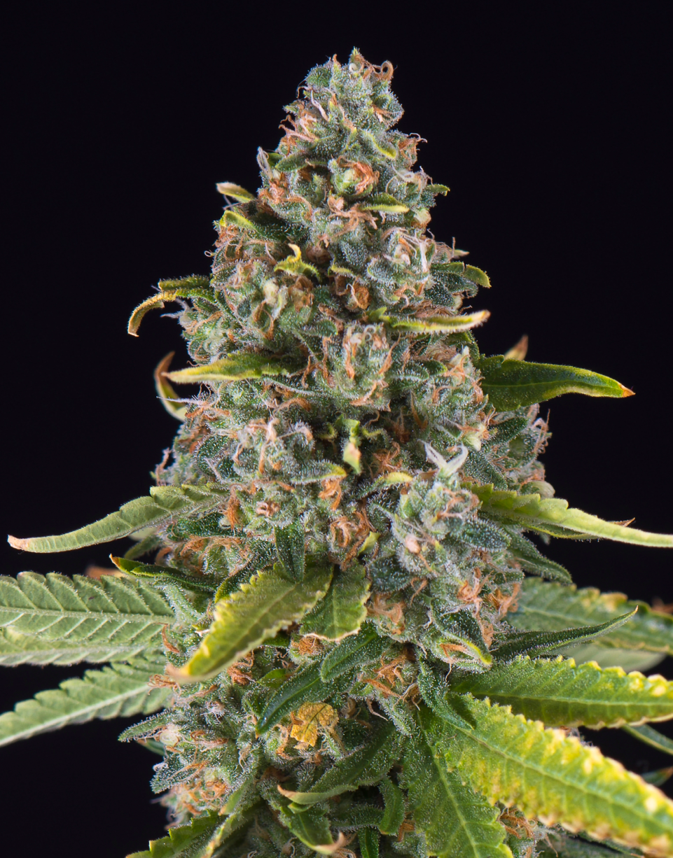 Triploid Cannabis Seeds - Summer Sweet - Feminized Triploid 