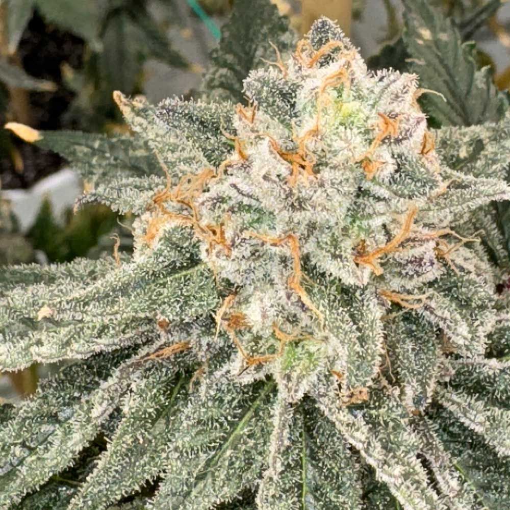 Mosca Seeds - Sello - Feminized