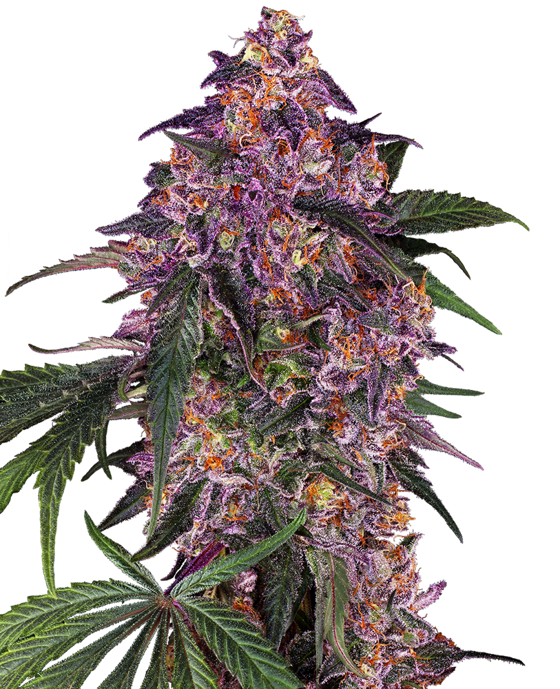 Sensi Seeds - Sensi Purple Kush - Feminized