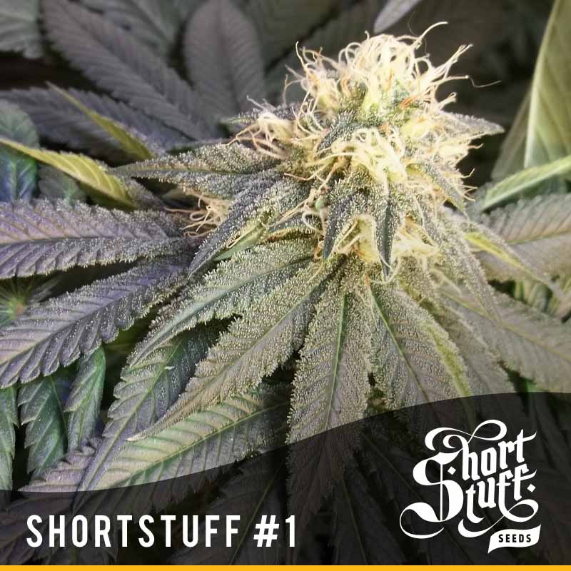 Shortstuff Seeds - Short Stuff #1 Auto Regular