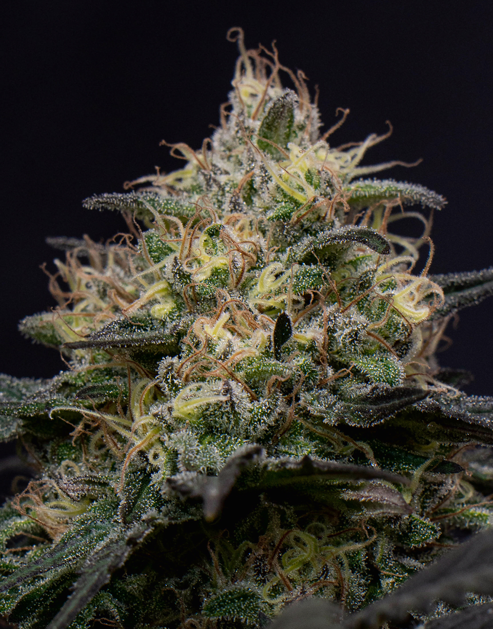 Triploid Cannabis Seeds - Silly Hills - Feminized Triploid