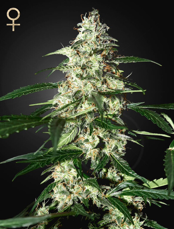 Strain Hunters Seeds - Skunk Auto - Feminized