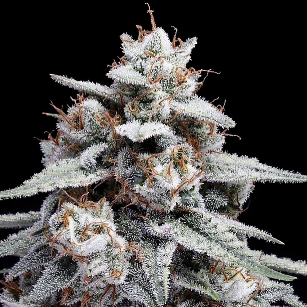 DNA Genetics - Skywalker Kush Auto Feminized 