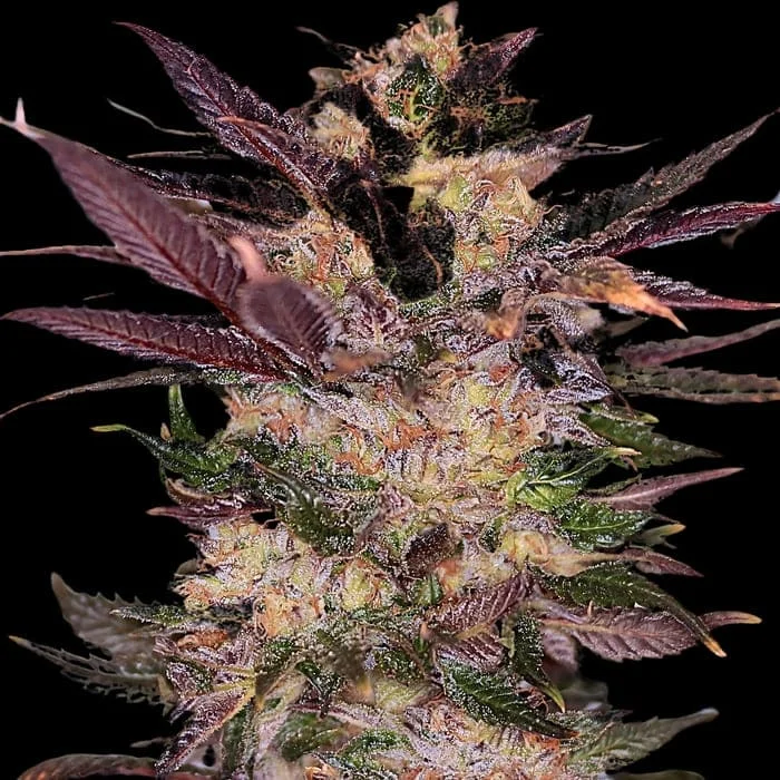 Empire Seeds - Slapz - Feminized