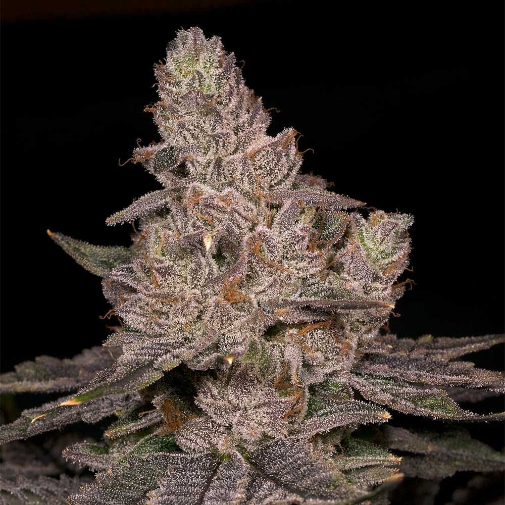 Archive Seedbank - Slurricane Feminized