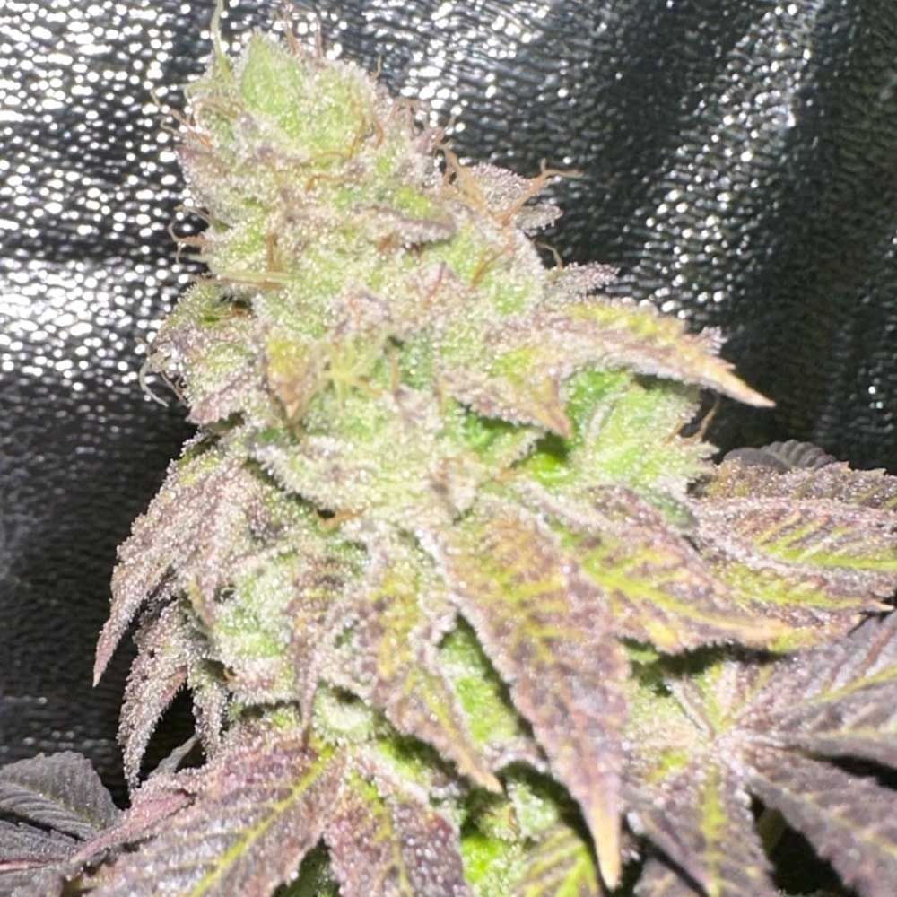 Karma Genetics Seeds - Smoke Trails - Regular