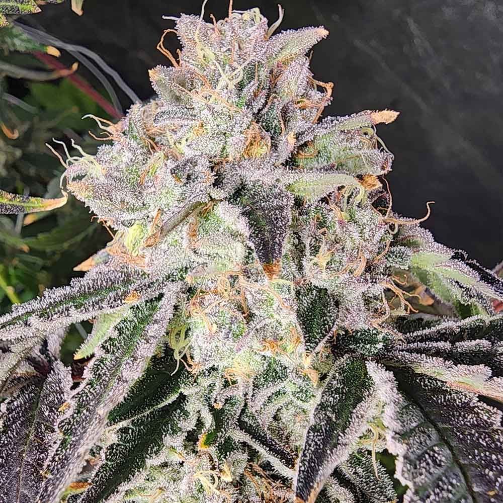 Always Be Flowering - Snow Globe Feminized