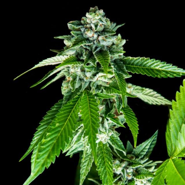 DNA Genetics Seeds - Sorbet Dreams - Feminized 