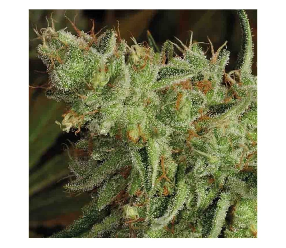 Sour Apple - Feminized - 2024 Cannabis Seed Collection