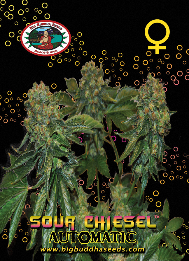 Big Buddha Seeds - Sour Chiesel Auto Feminized