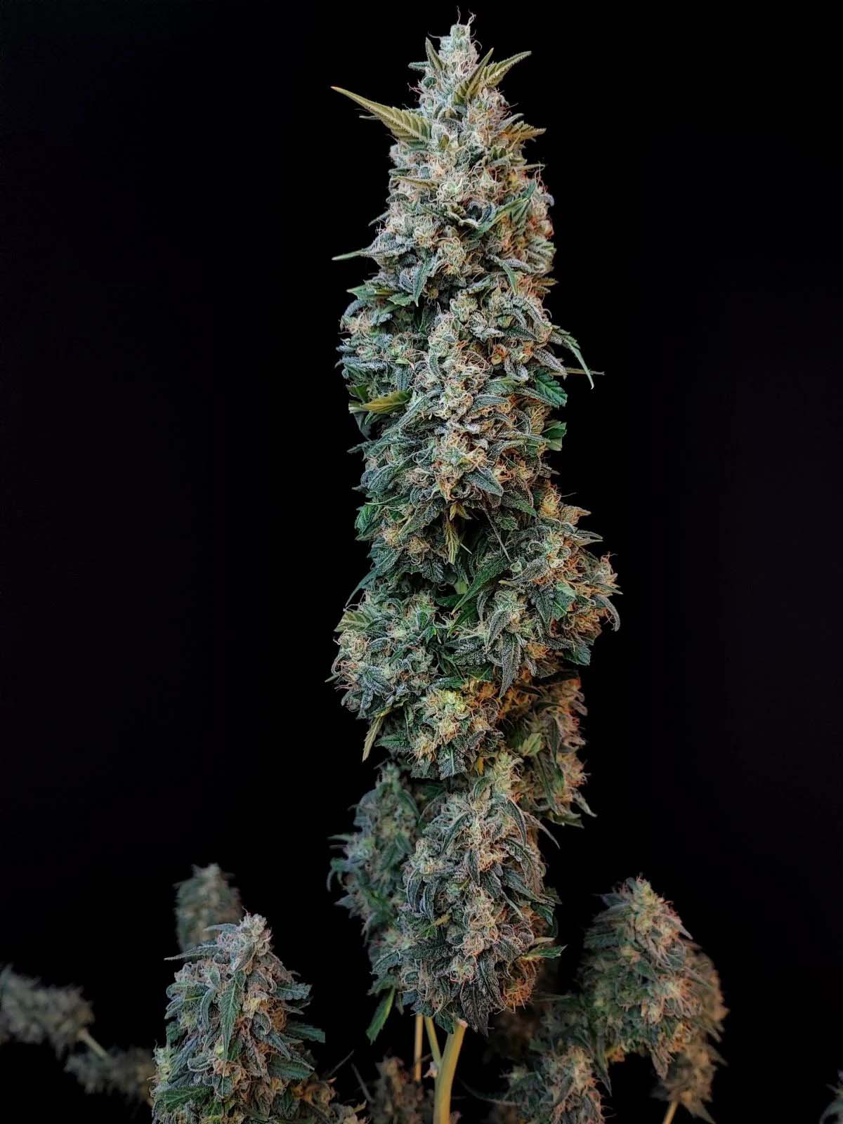 Auto-Tastic Seeds - Sour Diesel Auto - Feminised 