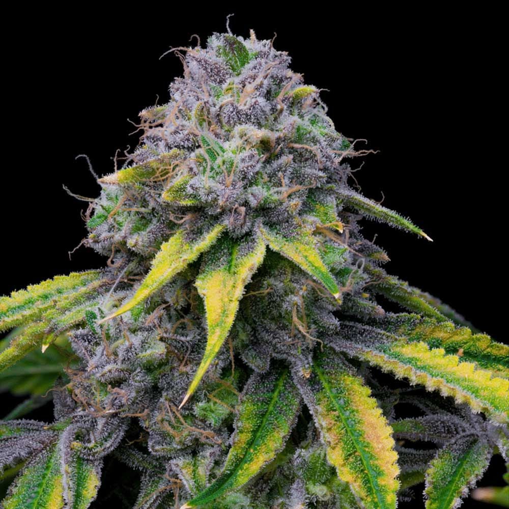 Cookies Seeds - Sour Dubb x Hollywood  - Feminized