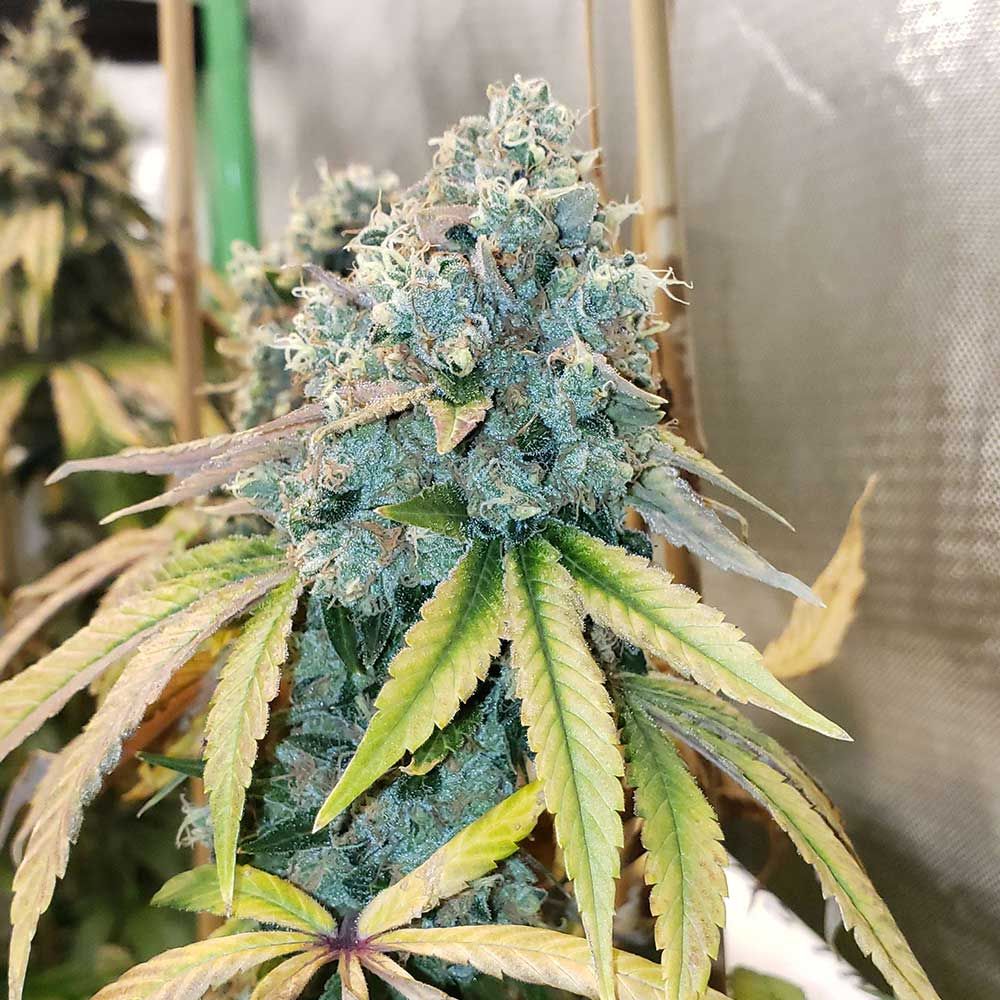 Karma Genetics Seeds - Sour Fire Tahoe - Regular 