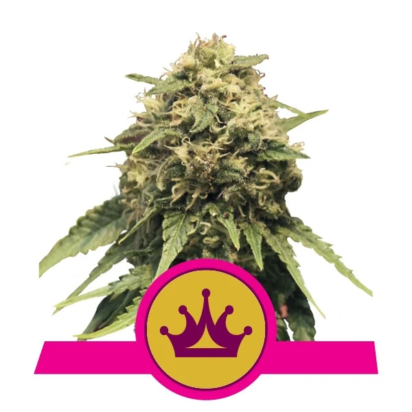 Royal Queen Seeds - Special Queen #1 Auto