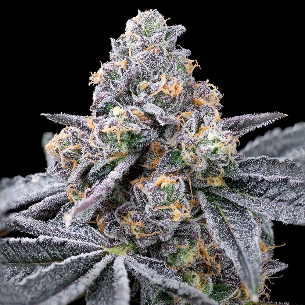 Cookies Seeds - Split Paint - Feminized