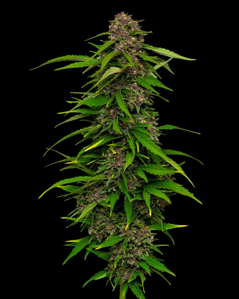 Squirt - Feminized - 2024 Cannabis Seed Collection 