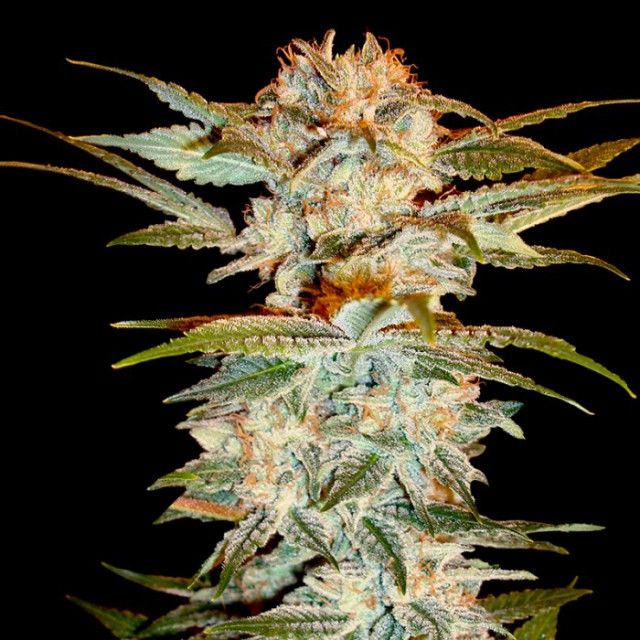 DNA Genetics Seeds - Stacked OG Kush - Feminized