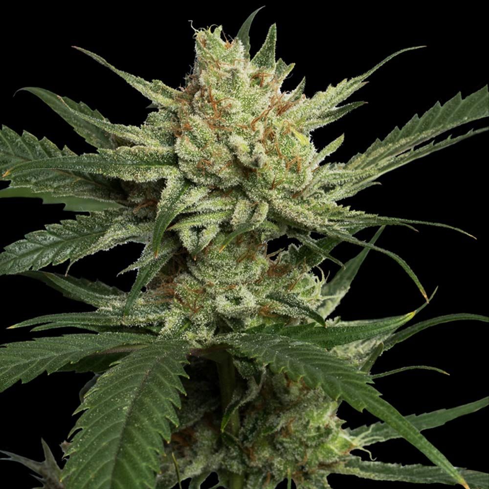 DNA Genetics Seeds - Strawberry Banana - Feminized 