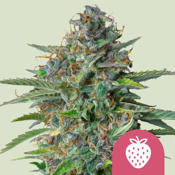 Royal Queen Seeds - Strawberry Cough - Feminized