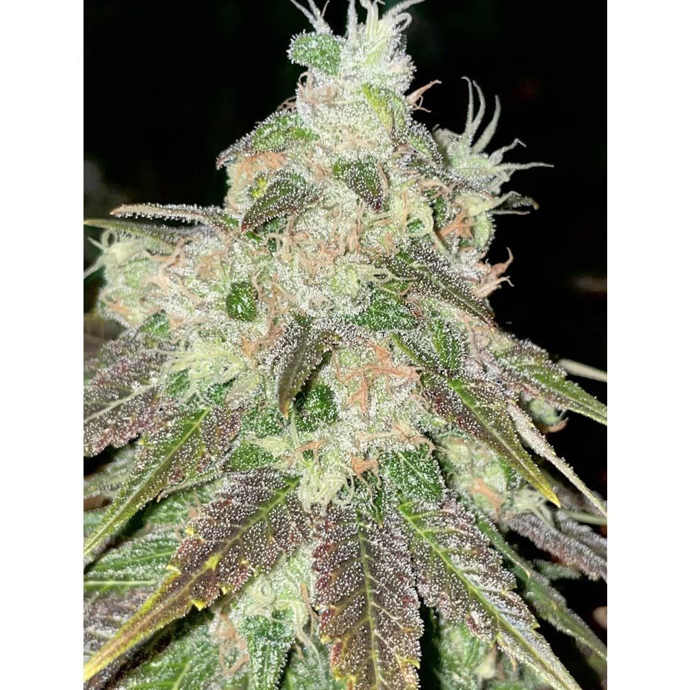 Rare Dankness Seeds - Strawberry Jacuzzi - Feminized 