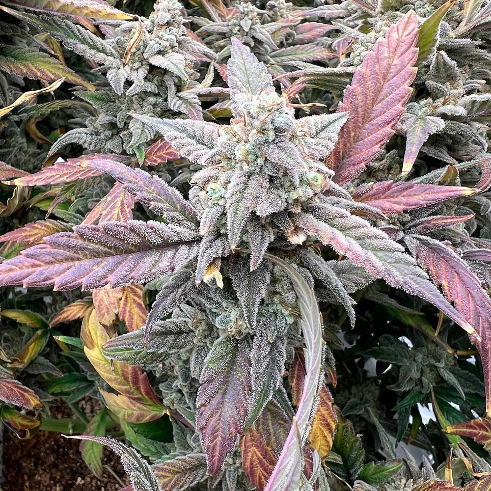 Dark Owl Seeds (Night Owl) - Strawberry Milk and Qookies Remix Auto 