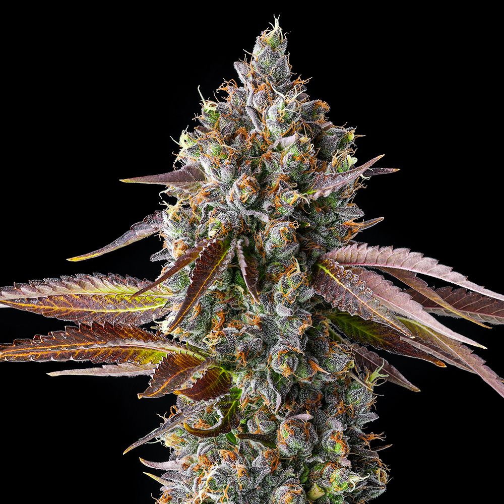 Compound Genetics - Strawberry Skrilla - Feminized