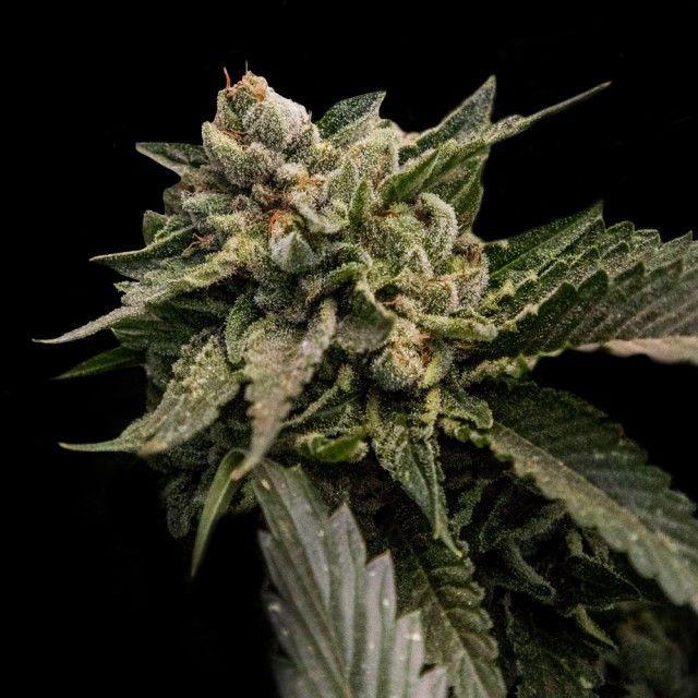 DNA Genetics Seeds - Strawberry Sorbet - Feminized