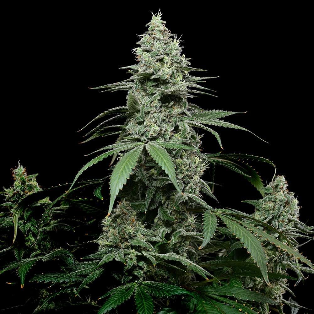 Cookies Seeds - Sunset Pie - Feminized