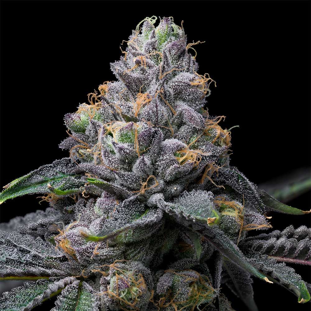 Cookies Seeds - Sunset Sherb x Hollywood - Feminized