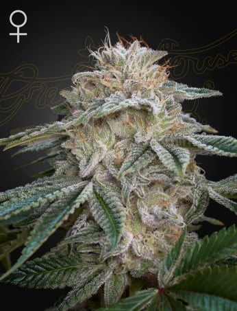 Green House Seeds - Super Lemon Haze x GMO - Feminized