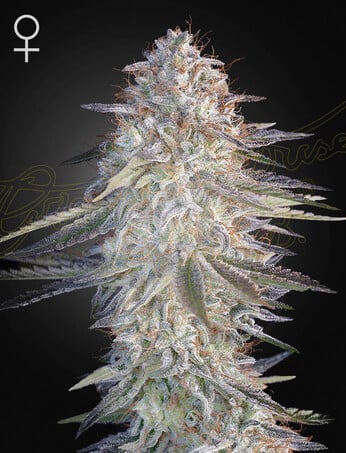 Green House Seeds - Super Lemon Haze x Pink Candy - Feminized