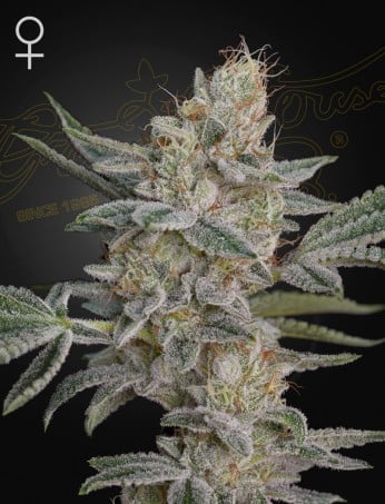 Green House Seeds - 	Super Lemon Haze x RS11 - Feminized 