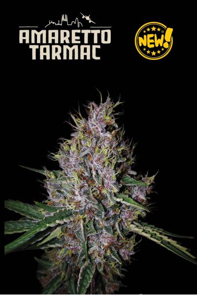 Seed Stockers Seeds - Superior Amaretto Tarmac Auto Feminized