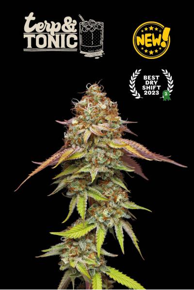 Seed Stockers - Superior Terp & Tonic Feminized