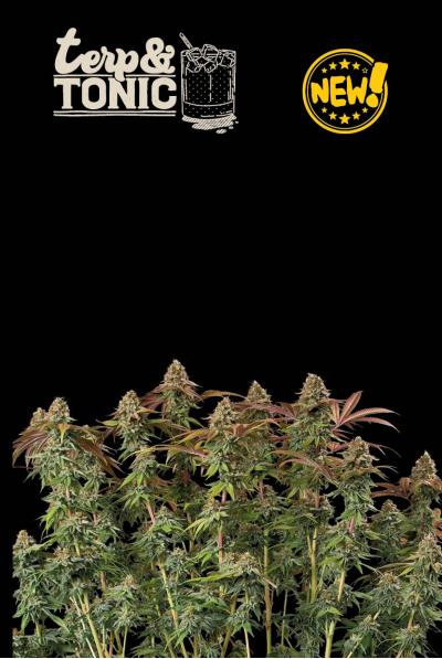 Seed Stockers Seeds - Superior Terp & Tonic Auto Feminized