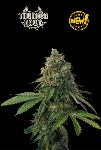 Seedstockers - Superior Thunder Dawg Regular