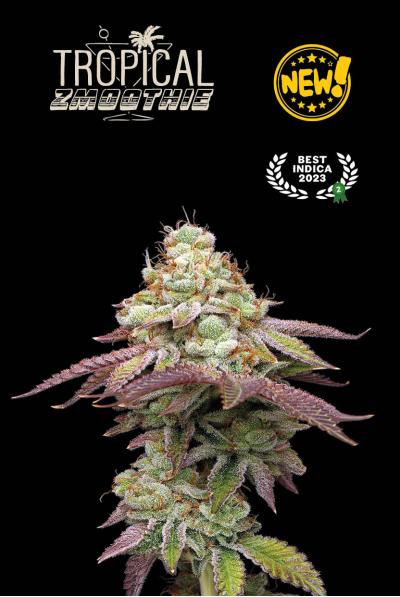 Seed Stockers Seeds - Superior Tropical Zmoothie Feminized