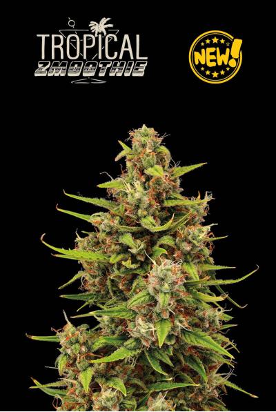 Seed Stockers Seeds - Superior Tropical Zmoothie Auto Feminized