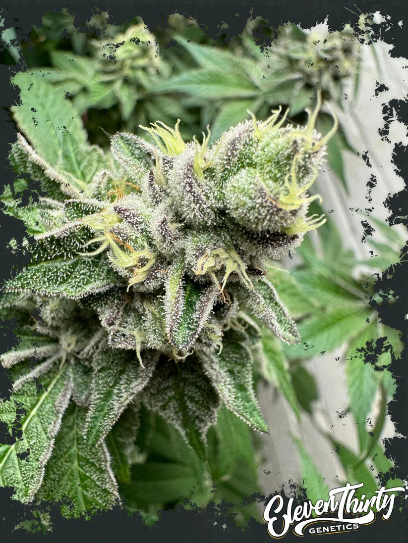 Eleven Thirty Genetics - Swamp Fumez Auto - Feminized